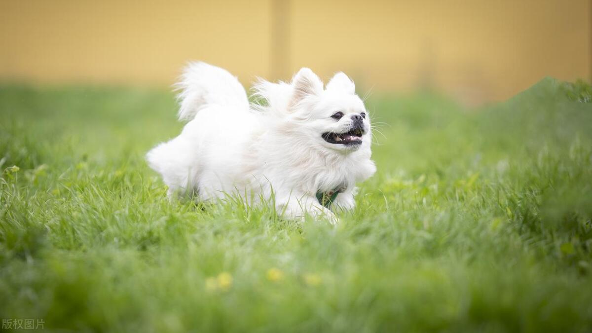本地土狗哪些品种比较过大众一点,中国土狗都有哪些
