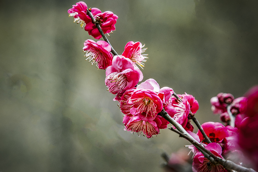 春色满园关不住表达什么之情,满园春色关不住一枝红杏是啥意思
