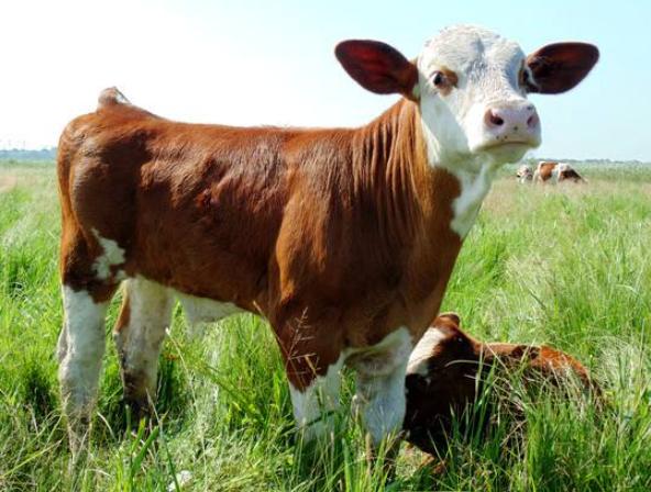 新生牛犊拉稀怎么治用什么药,新生牛犊拉稀最好治疗方法是什么