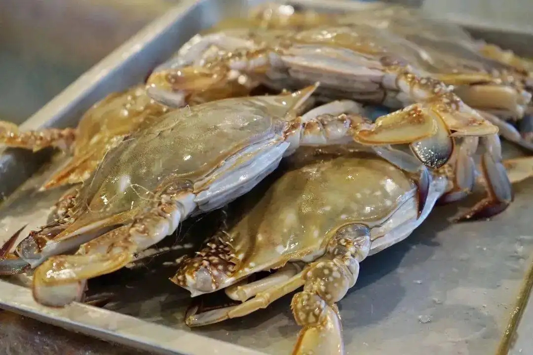 一招学会挑肥美梭子蟹,卖梭子蟹的老板教你挑梭子蟹肥瘦