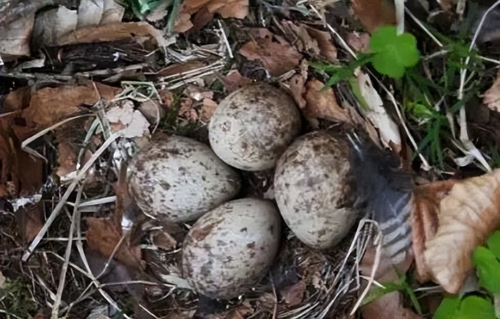 男子捡到鸡蛋孵化了,男子野外捡到6枚蛋
