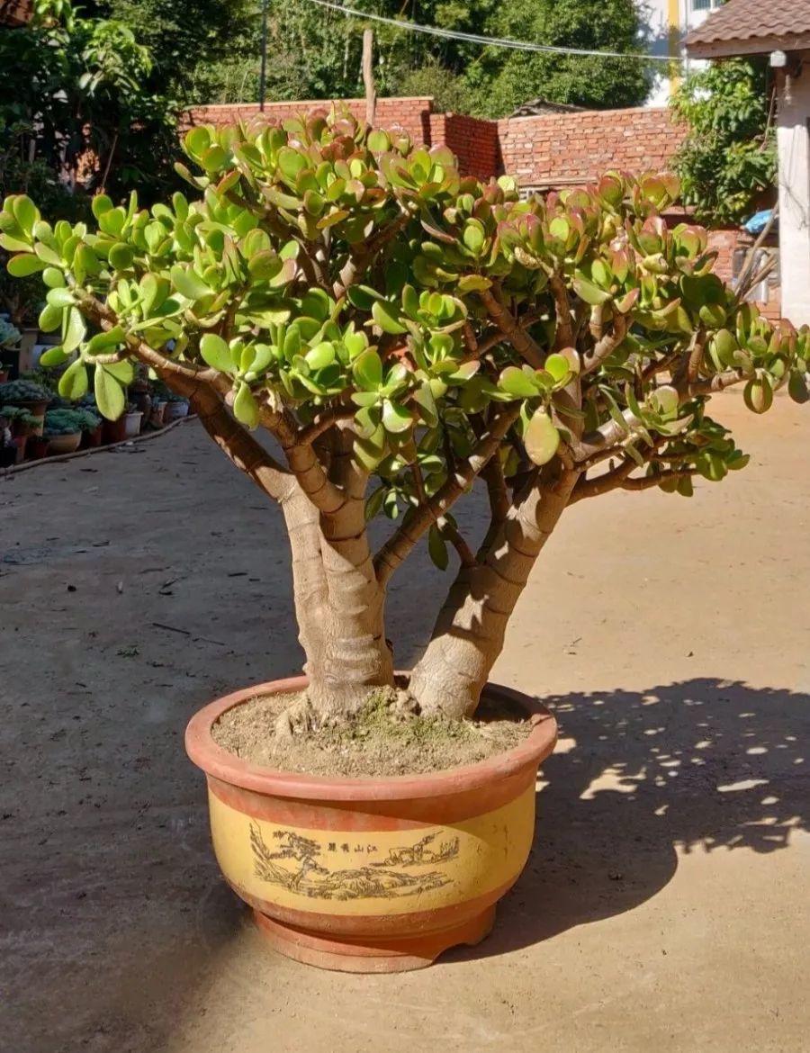 越养越吉利的三种花有哪些,家里养的吉利花有哪些