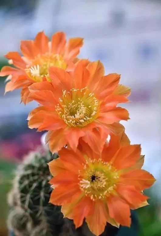 200种·仙人球开花图鉴，大开眼界，美到爆