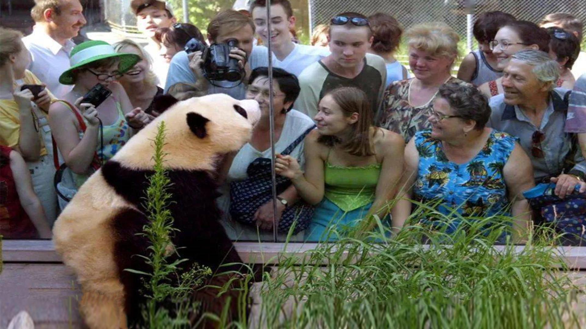 租大熊猫挣钱吗,租熊猫的钱可以造航母吗