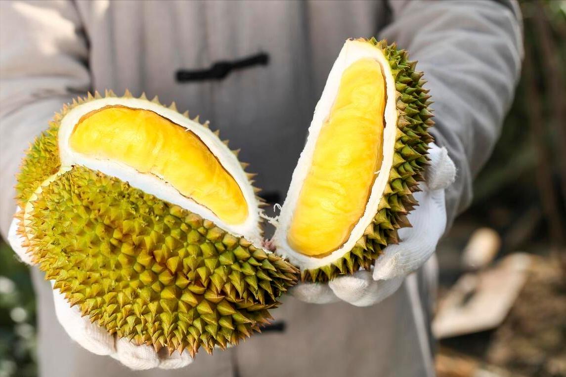 国产榴莲要来了,10元3斤还远吗?泰国:我的高价榴莲卖给谁!