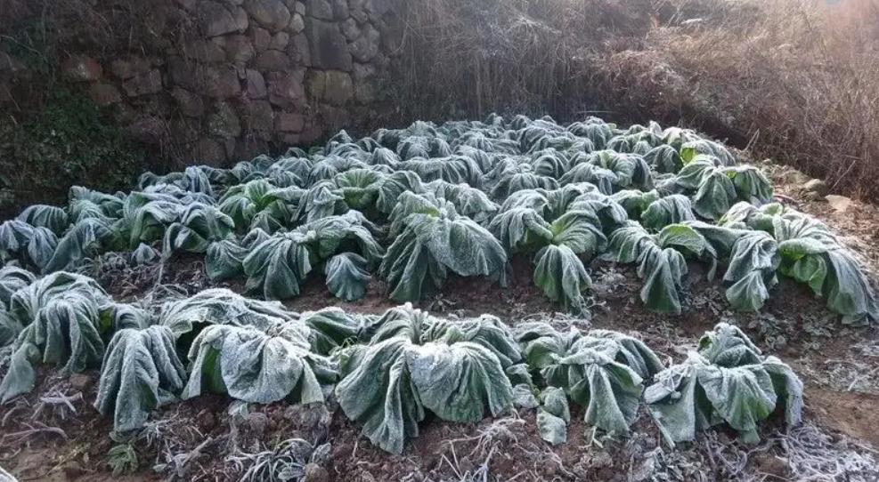 颠覆三观的物种,颠覆三观的蔬菜种植