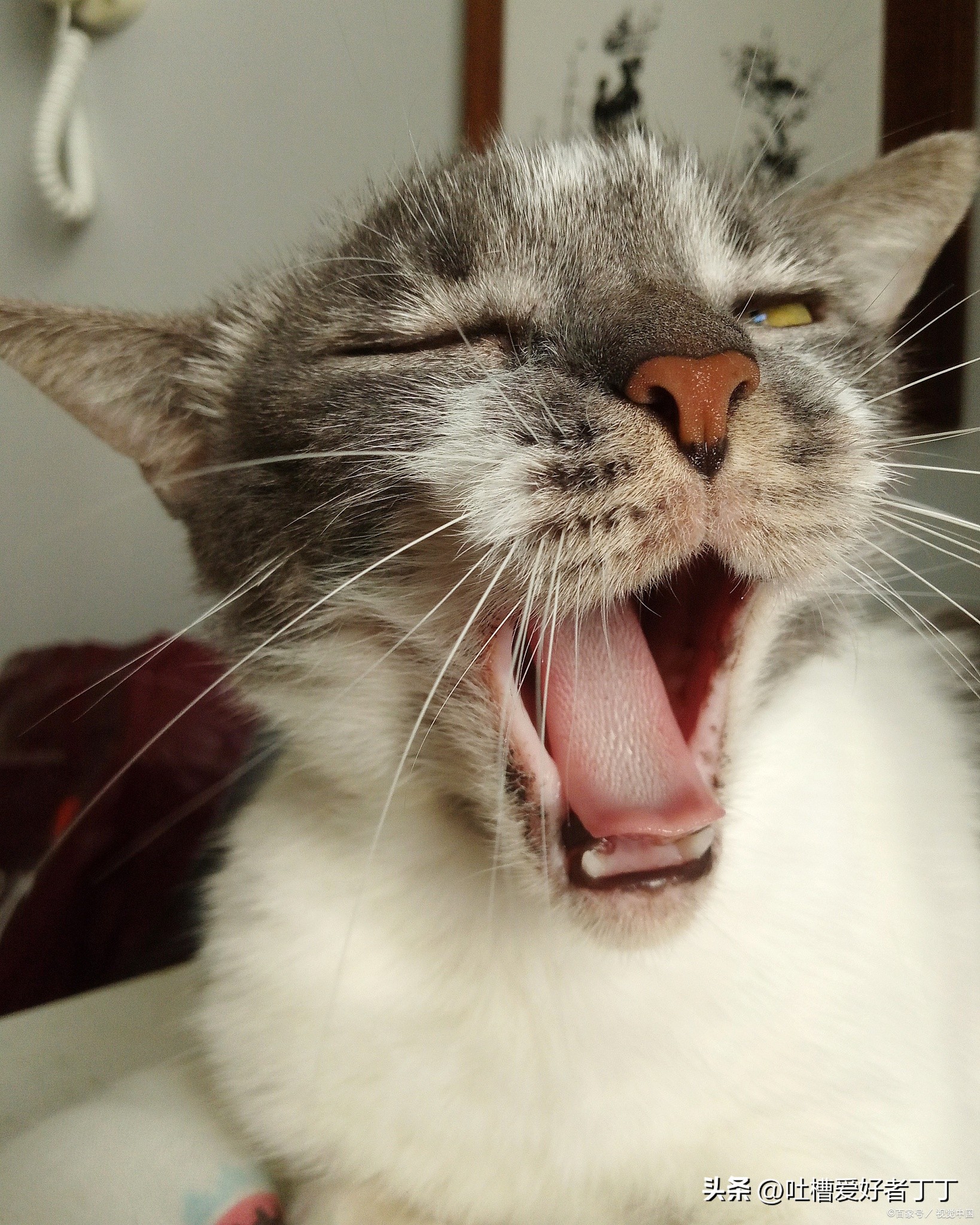 猫咪打喷嚏出血是什么原因,打喷嚏后出血是怎么回事