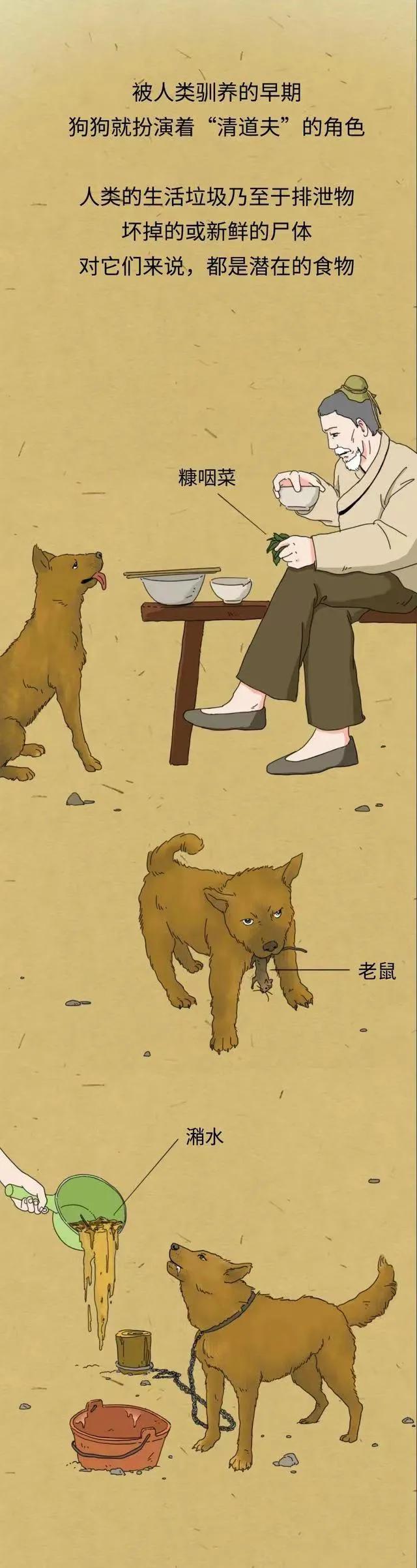 漫画：“铲屎官如果突然挂了，狗狗会等多久吃掉尸体？”网友神评