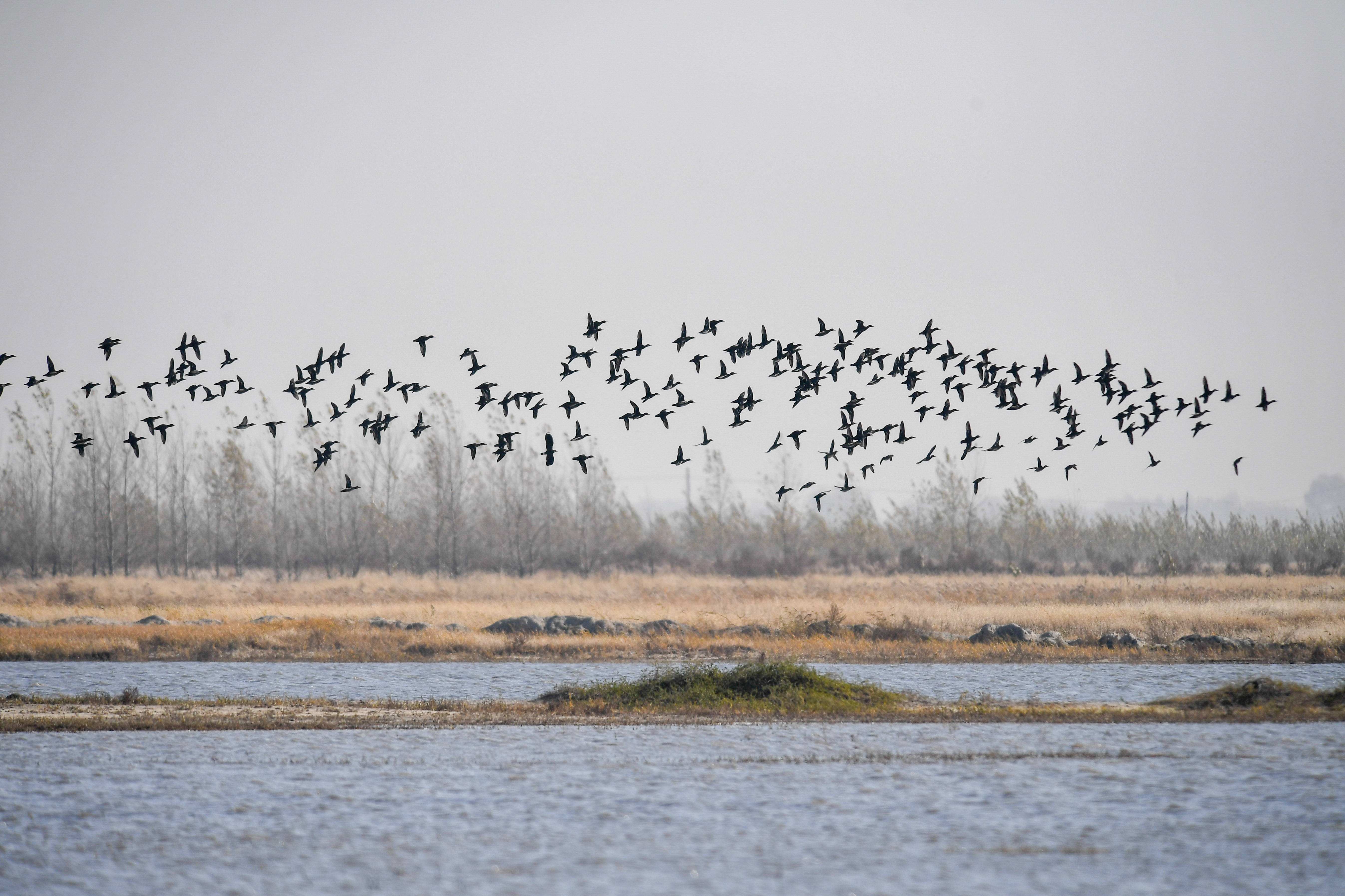 欧洲科学家发现磁场,科学家证实地球磁场
