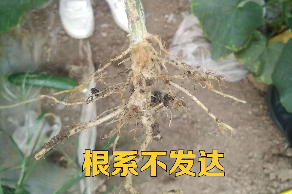 黄瓜为什么长得笔直还带花,黄瓜茎杆粗不长是什么原因