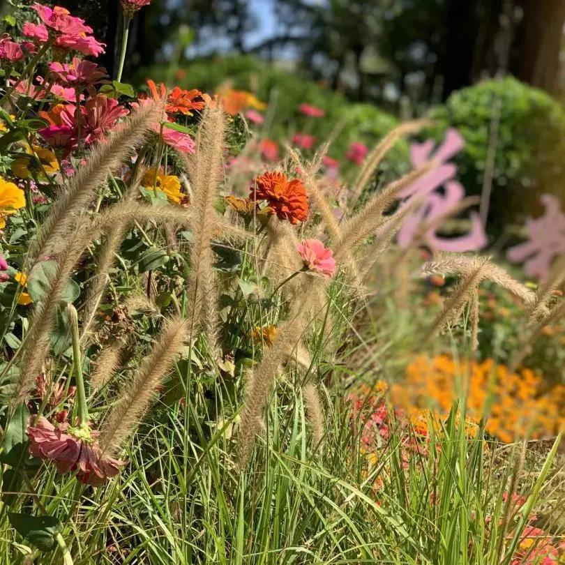66万盆菊花东湖公园菊花展,东湖公园菊花展有哪些菊花