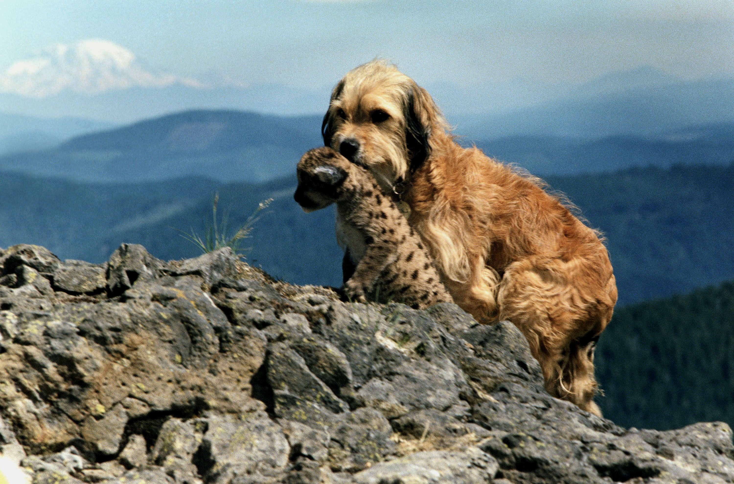 适合儿童假期观看的电影,儿童节就看这十部最好玩的电影