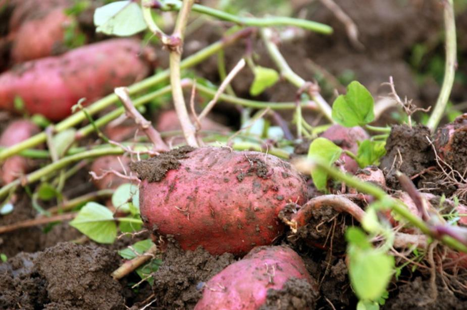 木薯粉中毒事件,木薯粉中毒