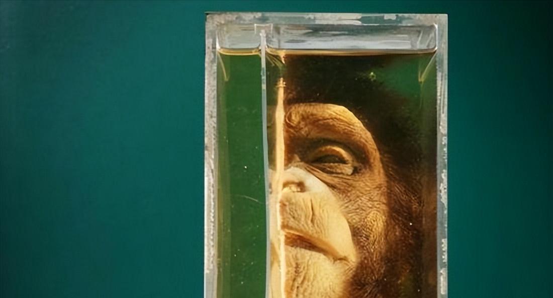 真实恐怖泰国死亡博物馆,泰国恐怖博物馆标本