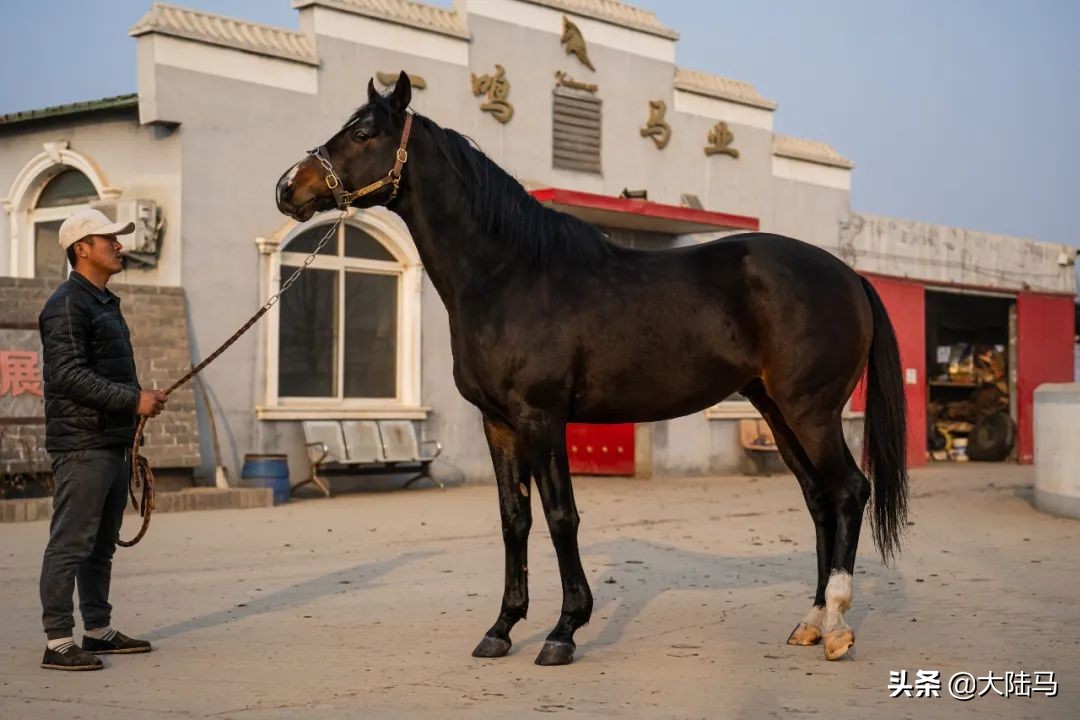 一鸣马业在什么地方,一鸣马业公马价格
