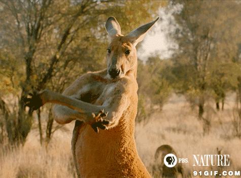 为什么美国的体育很强,美国为什么体育生地位那么高