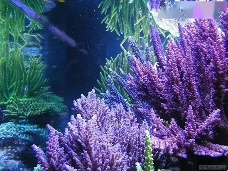 海水珊瑚缸鹦鹉螺,海水缸珊瑚视频大全