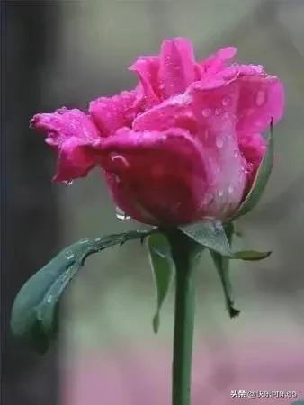 玫瑰花真的有那么多颜色吗,玫瑰花各种各样的颜色