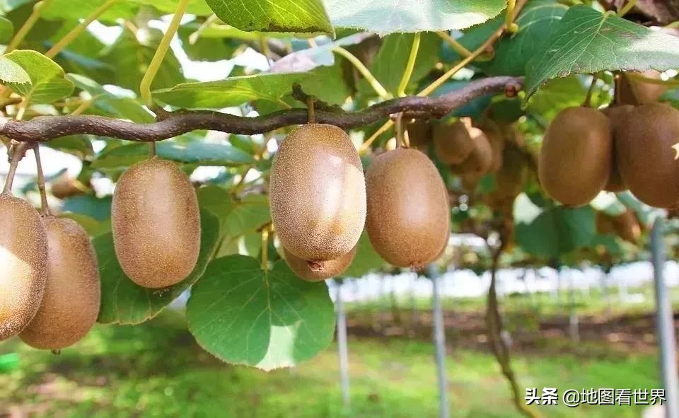 五分钟了解一个国家之新西兰,新西兰国家详细讲解