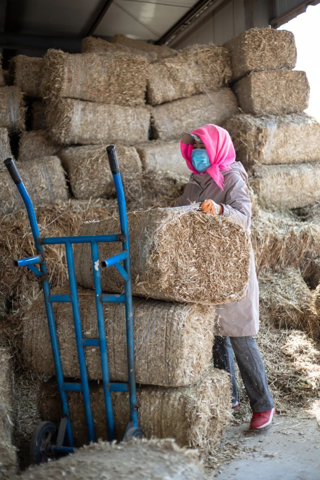 盐池滩羊清炖羊肉做法,苏尼特羊肉和盐池滩羊