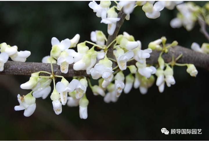南方人爱不够的紫荆花，北方人懵了：“这哪儿是紫荆花啊？”