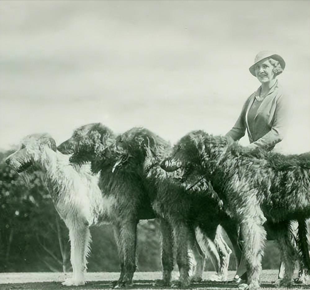 世界上最猛的藏獒,世界排名前十的藏獒猛犬