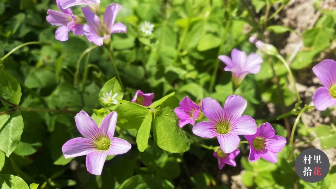 红花酢浆草简介,红花酢浆草喜欢酸性还是碱性土壤