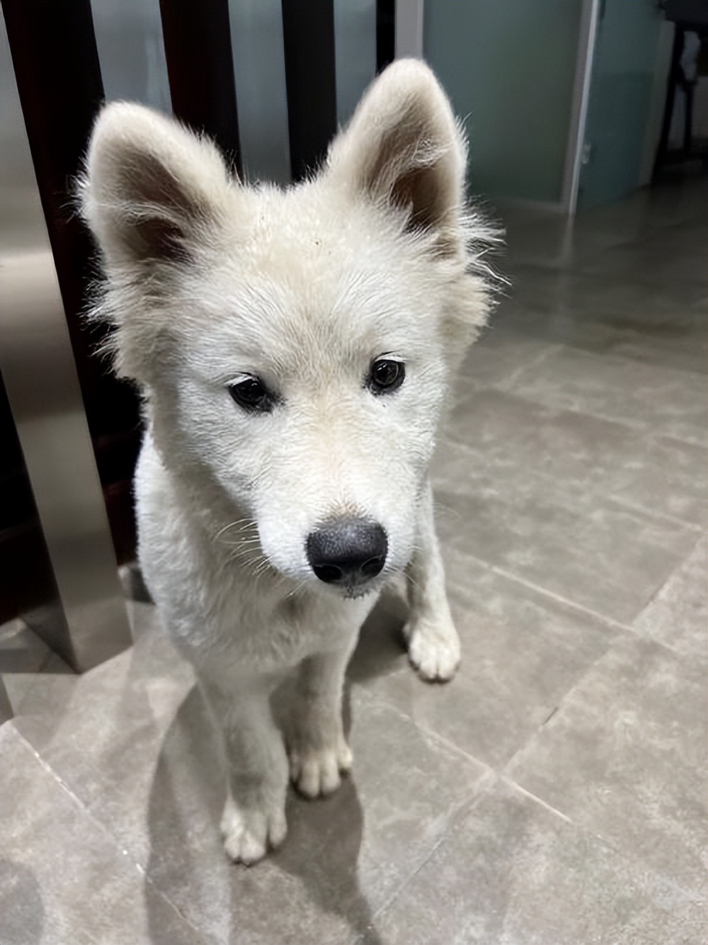 萨摩耶如何判断是不是串串,萨摩耶纯种和串子都有哪些区别