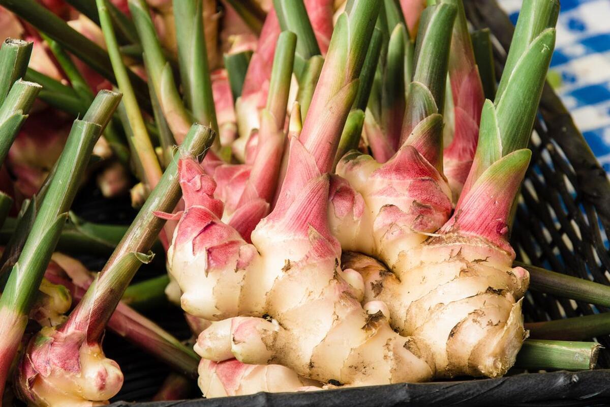 要想大姜夺高产必须有好品种,大姜想高产这10种病虫弄懂了吗