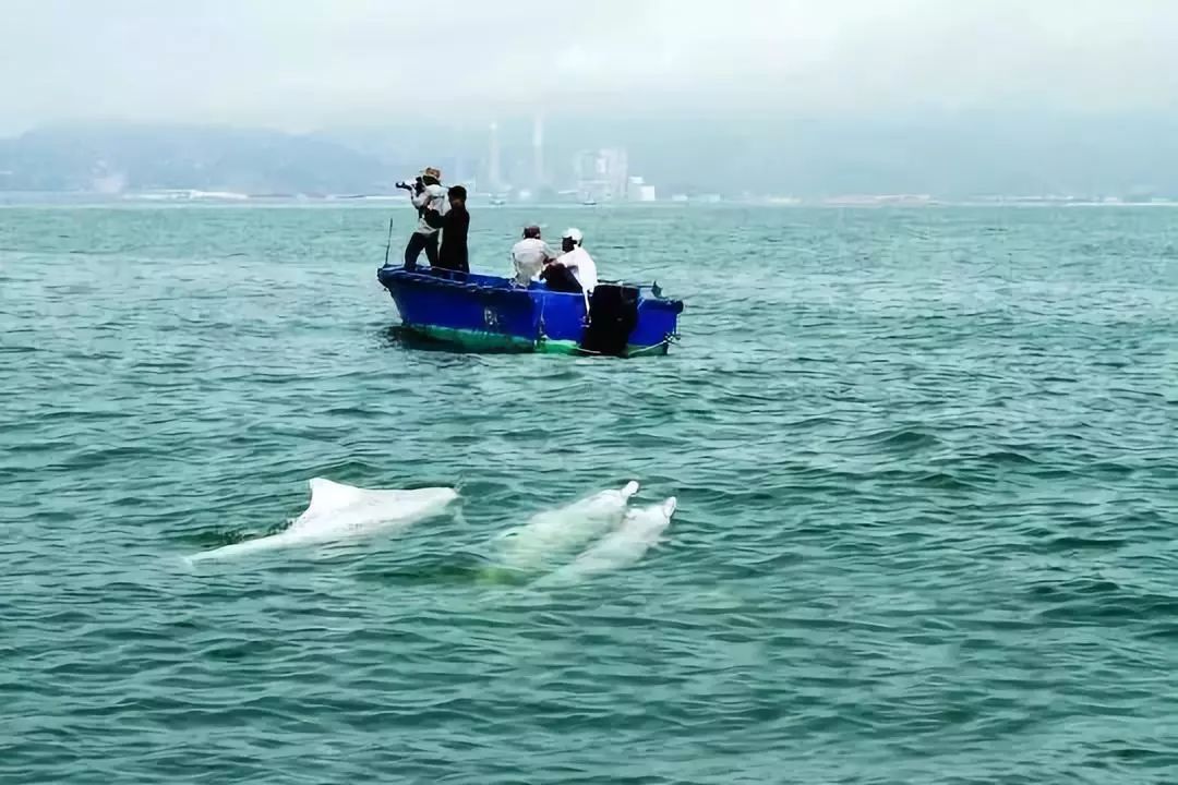 广东适合情侣去的海边露营,广东最适合浮潜露营的海岛