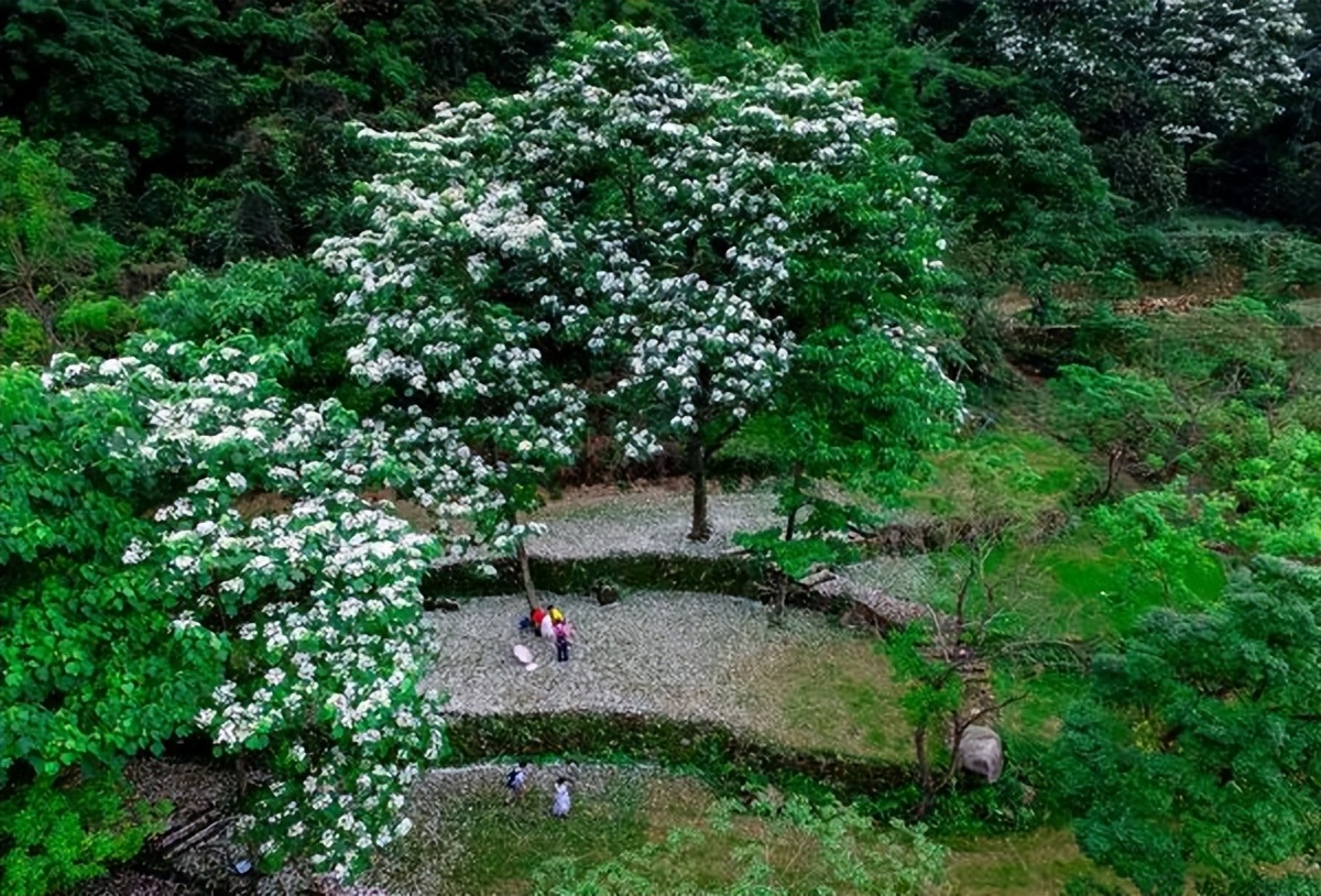 广州鹤之洲湿地公园游玩攻略简介,增城凤凰古城一日游最佳去处