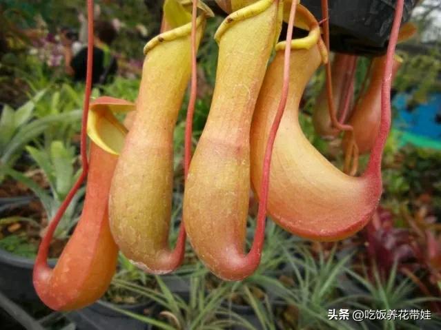 植物中的捕猎高手,植物界的捕猎大师