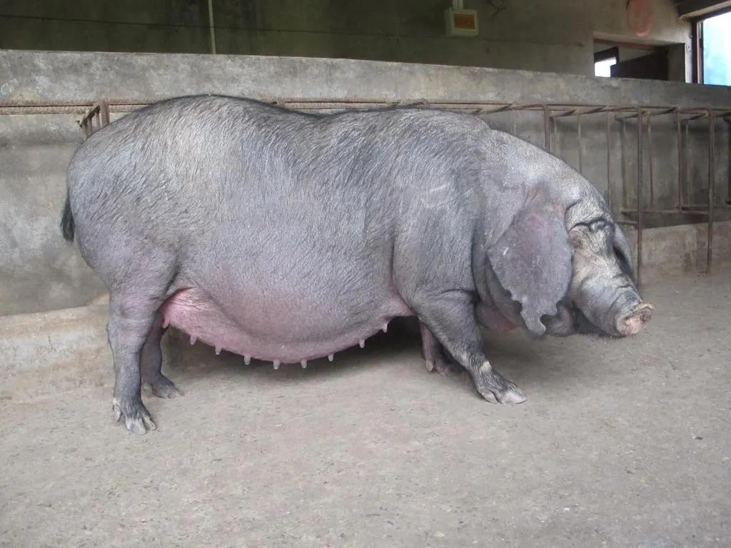 母猪总是不发情最有效治疗方案,母猪老是不生怎么催产