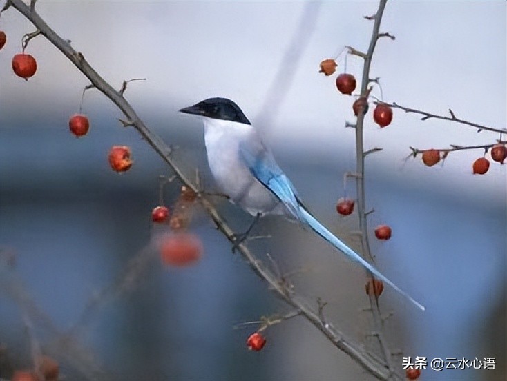 关于燕子的古诗旧时王谢堂前燕,与燕子有关的古诗词名句