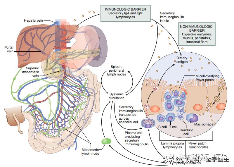 小肠梗阻的诊断与治疗,小肠梗阻最好治疗方法