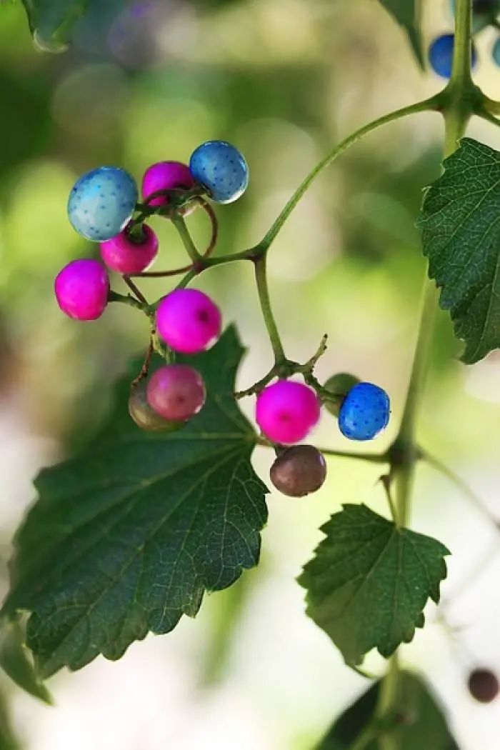 农村常见野生植物你都认识吗,农村常见植物野果