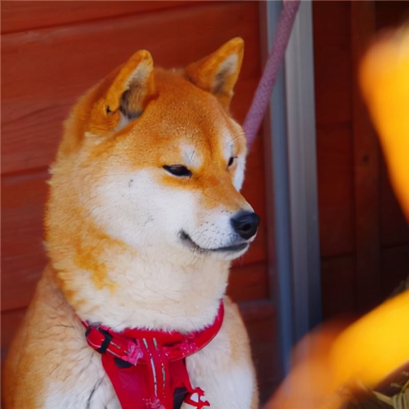 柴犬细小已经7天了还拉血便呕吐,柴犬不吃食物怎么办