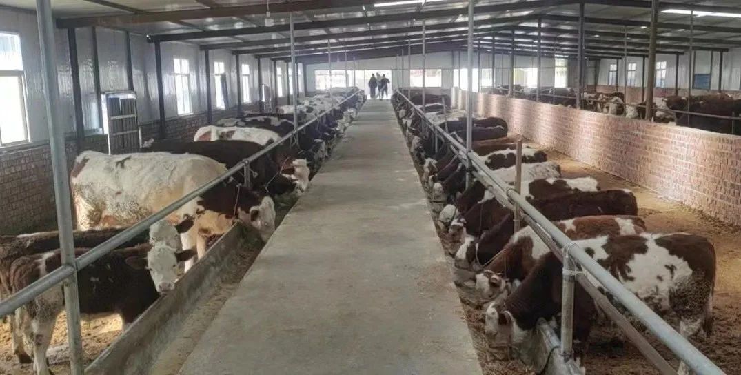 肉牛养殖业助力乡村振兴,肉牛养殖政策扶持致富带头人