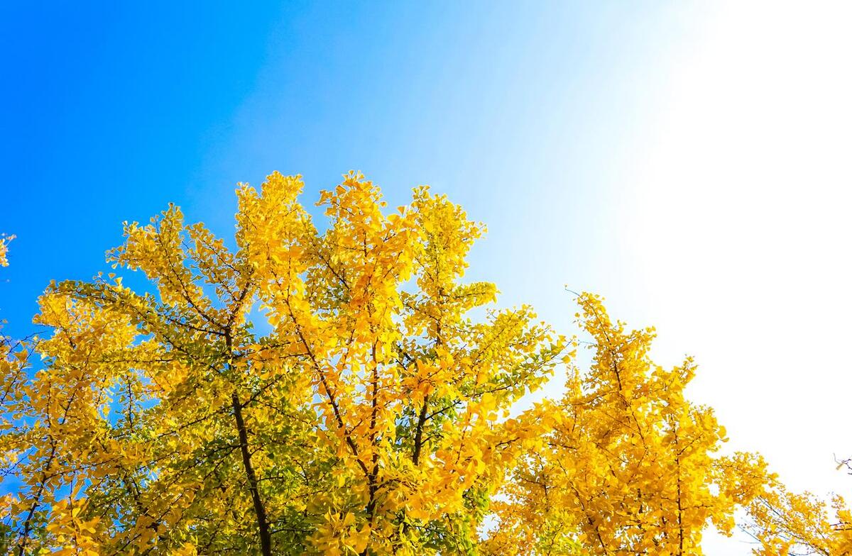 婆婆妈送金手镯,母亲节给未来婆婆买了个银手镯