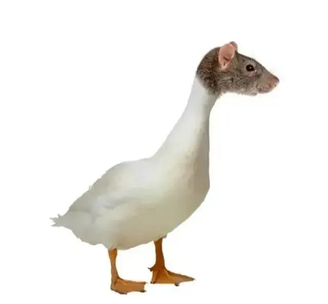 关于绝味鸭脖事件,绝味食品谈鸭脖事件