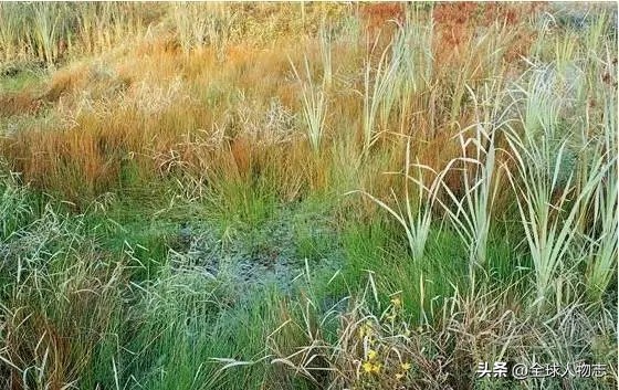 贵州富豪被骗至缅甸，遭当地农民、警察、*队军**来回倒卖，无奈自赎