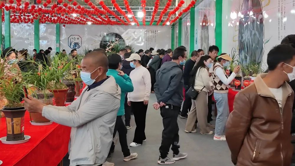 云南鹤庆兰花展直播,首届兰花文化产业博览会