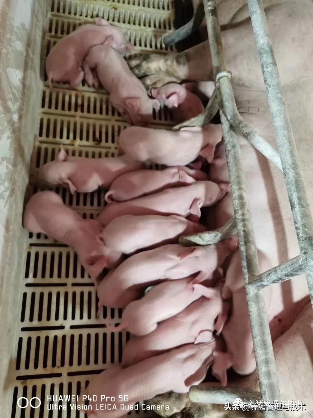 规模化猪场母猪产后护理工作