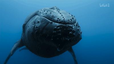 原来它们也有“性丑闻”,这片看完让我大开眼界