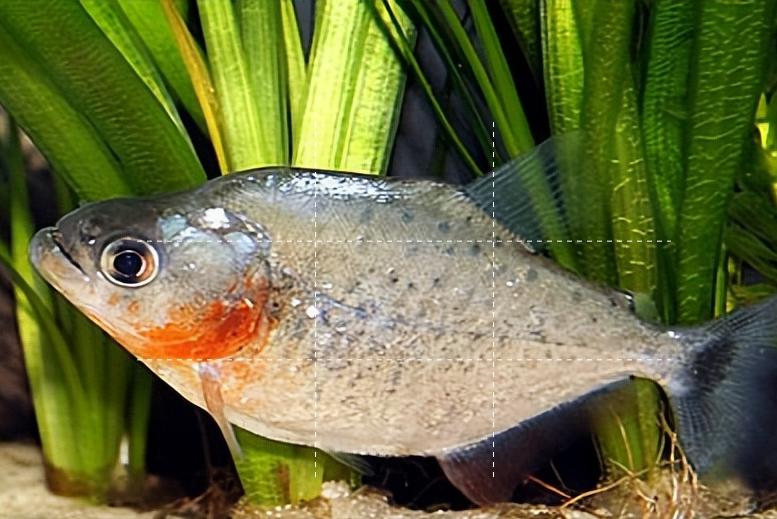 淡水白鲳鱼价格多少钱一斤,淡水白鲳鱼的价格是多少钱一斤