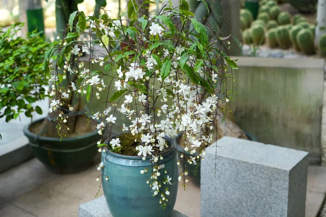 泰达热带植物园4月29日开园，文化之旅，一起鉴定网络热门植物