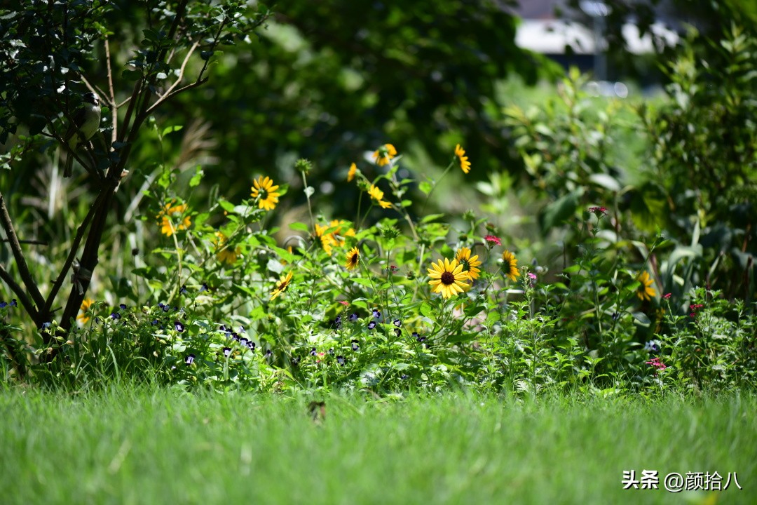光辉岁月向日葵单朵花能开多少天,光辉岁月向日葵开花效果