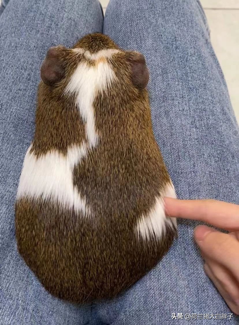 荷兰猪缺少维生素c会脚肿吗,荷兰猪维生素c怎么补充