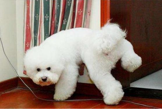 比熊犬“舔尿道口”=“恶心”？主人你错了，看完赶紧重视起来