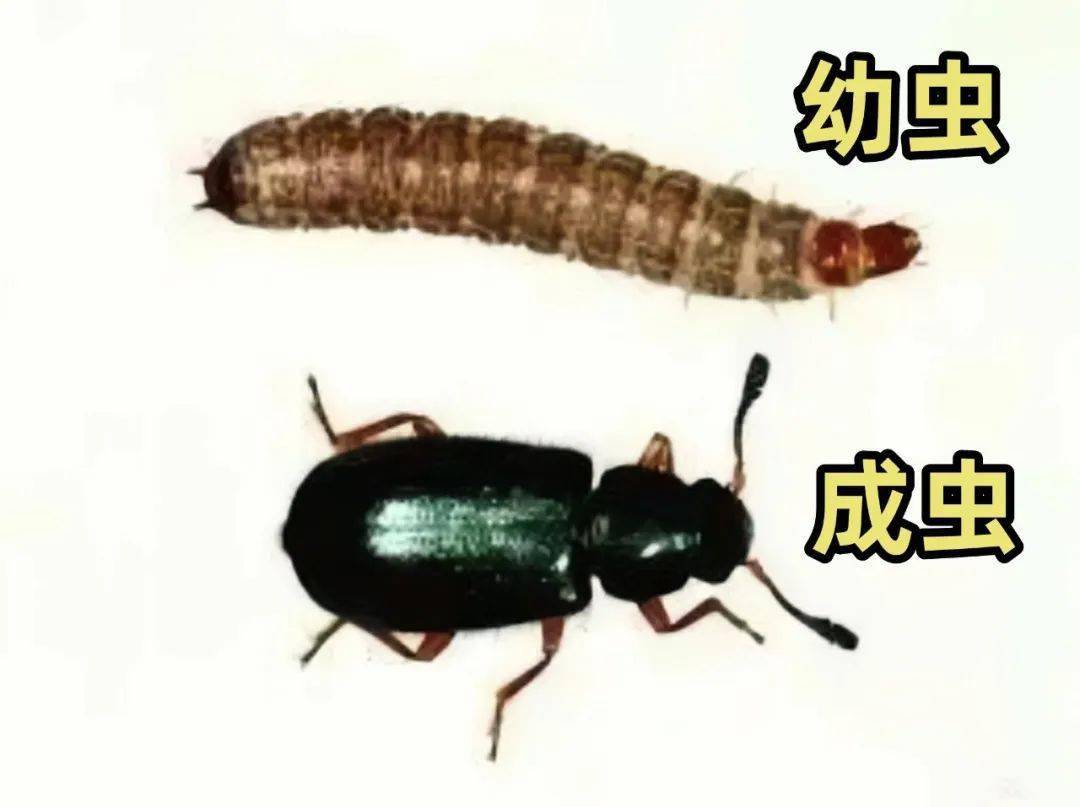 妹子凌晨1点喂猫倒出一堆蟑螂，发出尖锐爆鸣声，猫：妈又买高蛋